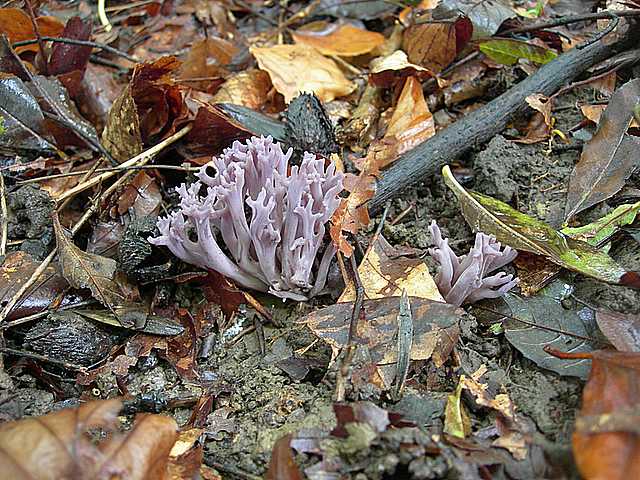 Clavaria   zollingeri    Lv.